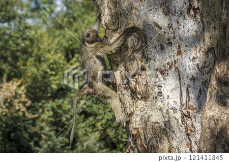 Chacma baboon in Kruger National park, South Africa Chacma baboon in Kruger National park, South Africa 121411845