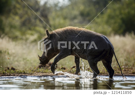 Common warthog in Kruger National park, South Africa Common warthog in Kruger National park, South Africa 121411850