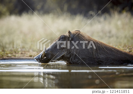 Common warthog in Kruger National park, South Africa Common warthog in Kruger National park, South Africa 121411851