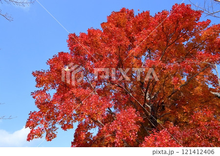 初冬を彩るタイワンフウ　（高知県　高知市　針木浄水場） 121412406