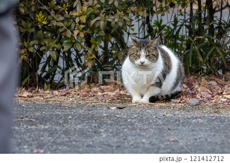 おすわりする猫 121412712