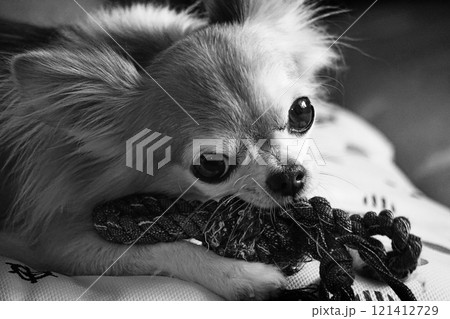 おもちゃで遊ぶチワワ 121412729