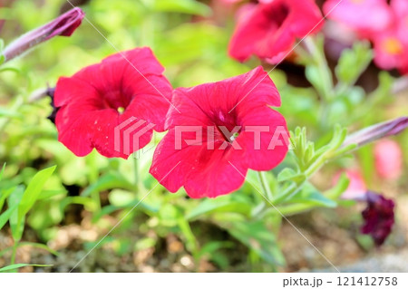 鮮やか　ペチュニアの花 121412758