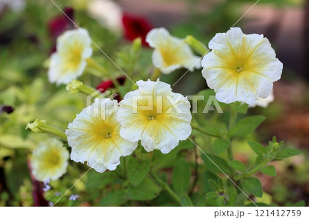 爽やか　ペチュニアの花 121412759