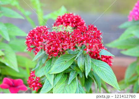 鮮やか　ペンタスの花 121412760