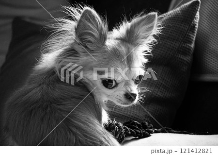 おもちゃで遊ぶ見返りチワワ 121412821