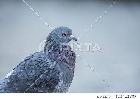 ハト　中之島公園　大阪市 121412887