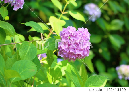 可愛い　ヒメアジサイの花 121413169