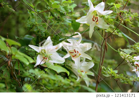 爽やか　ササユリの花 121413171
