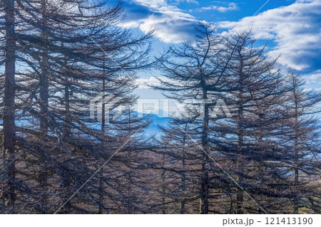 晩秋の池の平湿原から見た富士山と落葉したカラマツのコラボ情景 121413190
