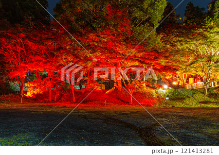 ライトアップされた紅葉 ライトアップされた紅葉 121413281