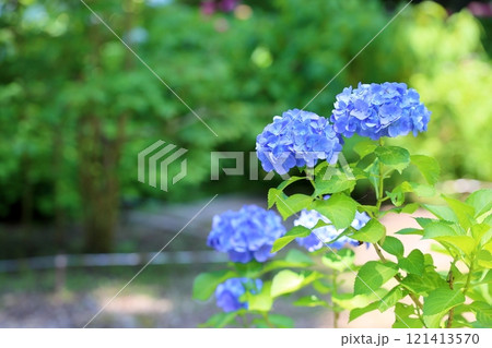アジサイの花 クリスタル アジサイの花 クリスタル 121413570