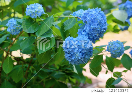 爽やか　ヒメアジサイの花 121413575