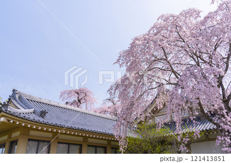 春の京都 醍醐寺 霊宝館の枝垂れ桜 春の京都 醍醐寺 霊宝館の枝垂れ桜 121413851