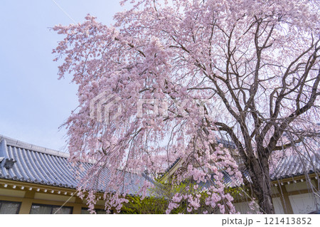 春の京都　醍醐寺　霊宝館の枝垂れ桜 121413852