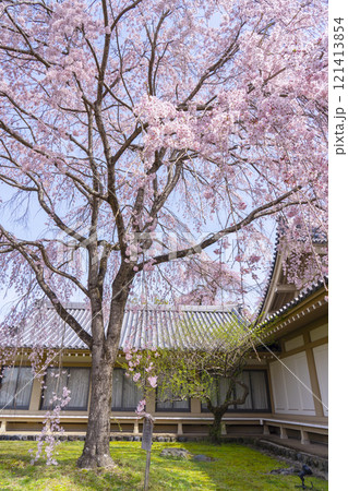 春の京都 醍醐寺 霊宝館の枝垂れ桜 春の京都 醍醐寺 霊宝館の枝垂れ桜 121413854