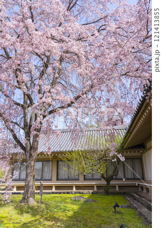 春の京都 醍醐寺 霊宝館の枝垂れ桜 春の京都 醍醐寺 霊宝館の枝垂れ桜 121413855