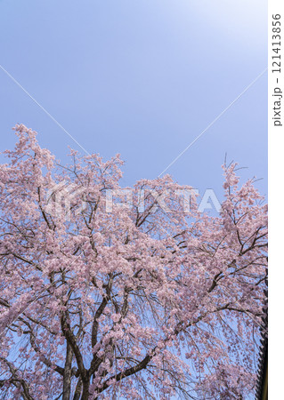 春の京都 醍醐寺 霊宝館の枝垂れ桜 春の京都 醍醐寺 霊宝館の枝垂れ桜 121413856