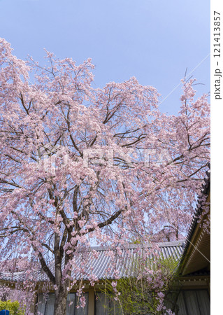 春の京都　醍醐寺　霊宝館の枝垂れ桜 121413857