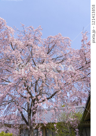 春の京都　醍醐寺　霊宝館の枝垂れ桜 121413858
