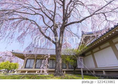 春の京都　醍醐寺　霊宝館の枝垂れ桜 121413861