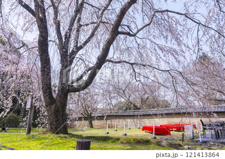 春の京都 醍醐寺 霊宝館の枝垂れ桜 春の京都 醍醐寺 霊宝館の枝垂れ桜 121413864
