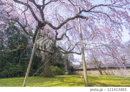 春の京都 醍醐寺 霊宝館の枝垂れ桜 春の京都 醍醐寺 霊宝館の枝垂れ桜 121413865