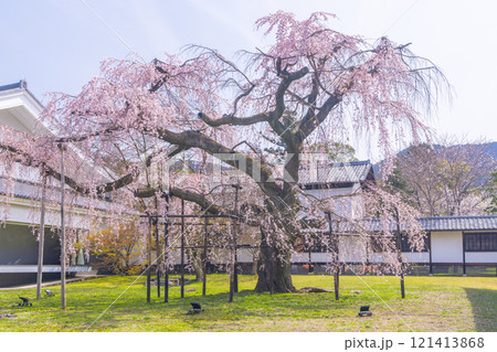 春の京都 醍醐寺 霊宝館の枝垂れ桜 醍醐深雪桜 春の京都 醍醐寺 霊宝館の枝垂れ桜 醍醐深雪桜 121413868