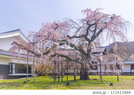 春の京都　醍醐寺　霊宝館の枝垂れ桜　醍醐深雪桜 121413869