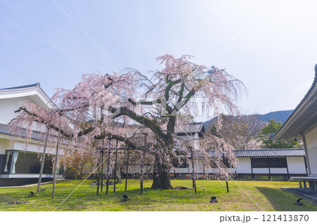 春の京都　醍醐寺　霊宝館の枝垂れ桜　醍醐深雪桜 121413870