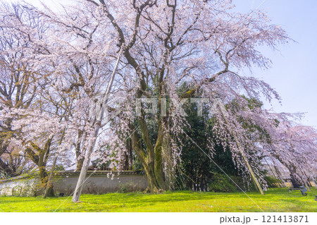 春の京都　醍醐寺　霊宝館の枝垂れ桜 121413871