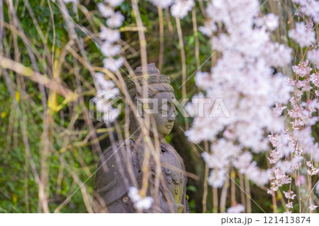 春の京都 醍醐寺 霊宝館の枝垂れ桜と仏像 春の京都 醍醐寺 霊宝館の枝垂れ桜と仏像 121413874