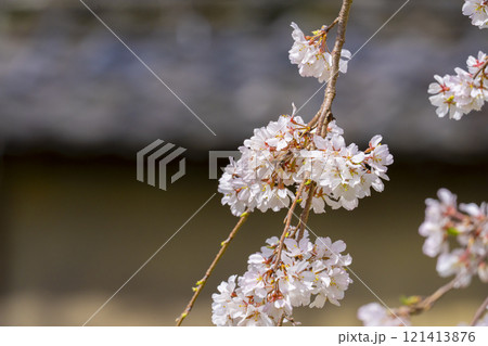 春の京都　醍醐寺　霊宝館の桜 121413876