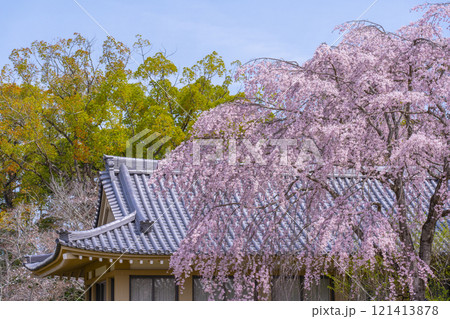 春の京都　醍醐寺　霊宝館の枝垂れ桜 121413878