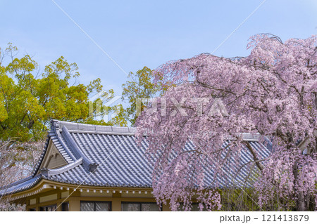 春の京都　醍醐寺　霊宝館の枝垂れ桜 121413879