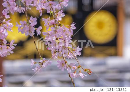 春の京都　醍醐寺　霊宝館の枝垂れ桜 121413882