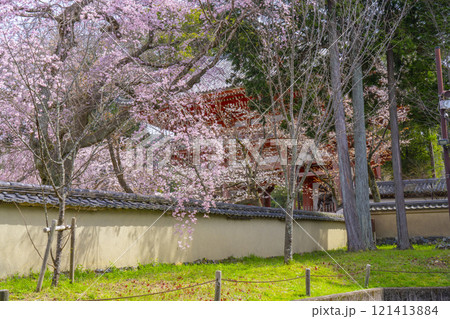 春の京都　醍醐寺　仁王門の枝垂れ桜 121413884