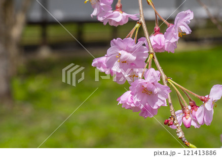 春の京都 醍醐寺 霊宝館の桜 春の京都 醍醐寺 霊宝館の桜 121413886
