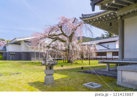 春の京都　醍醐寺　霊宝館の枝垂れ桜　醍醐深雪桜 121413887