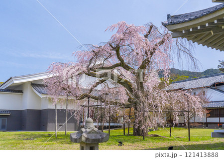 春の京都　醍醐寺　霊宝館の枝垂れ桜　醍醐深雪桜 121413888