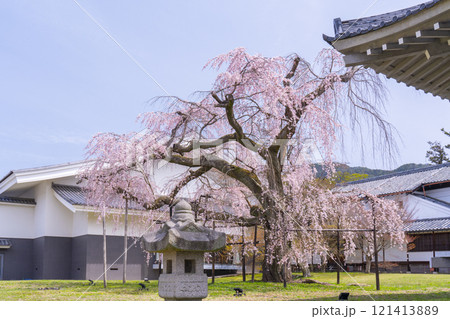 春の京都 醍醐寺 霊宝館の枝垂れ桜 醍醐深雪桜 春の京都 醍醐寺 霊宝館の枝垂れ桜 醍醐深雪桜 121413889