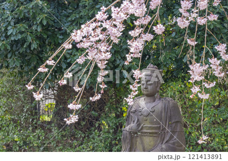 春の京都　醍醐寺　霊宝館の枝垂れ桜と仏像 121413891