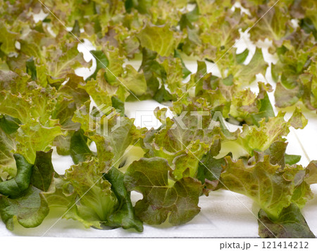 リーフレタスの水耕栽培 121414212