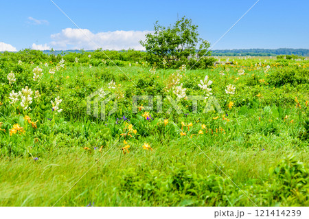 大自然の香り サロベツ原生花園を歩く 大自然の香り サロベツ原生花園を歩く 121414239