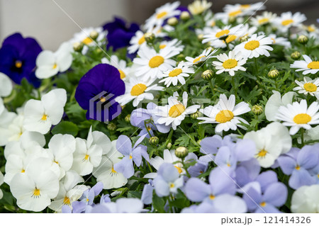 春の花壇(スノーポールとビオラ) 春の花壇(スノーポールとビオラ) 121414326