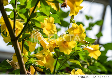 ヒメアリアケカズラの黄色い花 ヒメアリアケカズラの黄色い花 121414327
