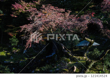 石川県金沢兼六園赤く煌めく紅葉 121414524