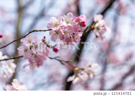 ジンダイアケボノ桜 121414781