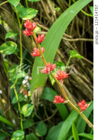 ホーエンベルギア ステラタの赤い花 121414787