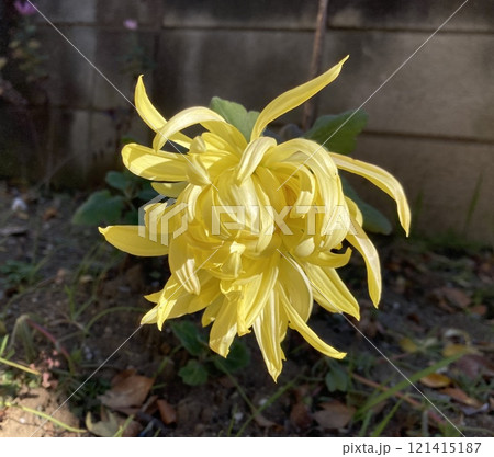 黄色い花 黄色い花 121415187